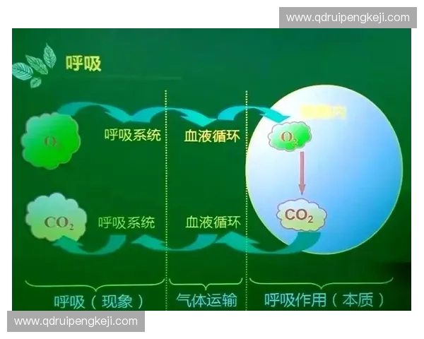 氧气代谢驱动细胞能量重塑与机体健康调控机制及疾病干预新策略探索